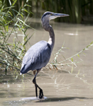 Great Blue Heron5669